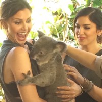 CC & Koala