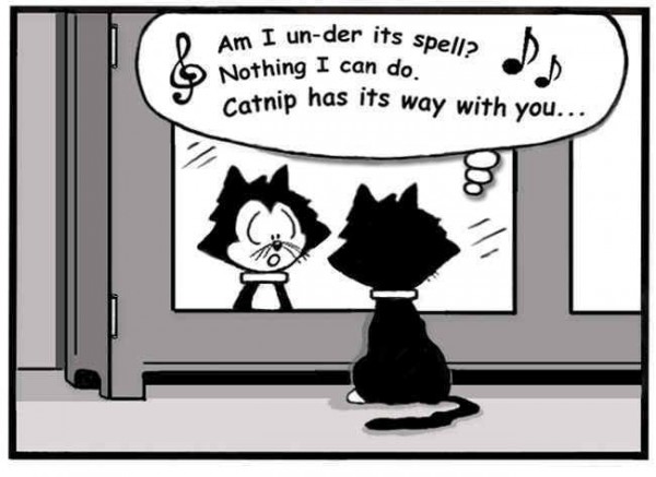 Miss Kitty Fantastico